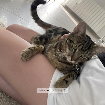 Photo 2/2 Nala Chat lost in Mery sur oise