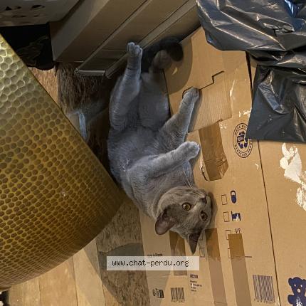 Photo 1/1 Buck Chat lost in Beaune