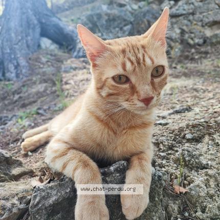 Photo 1/1 Pistache Chat lost in Berre l etang