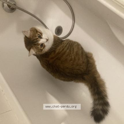 Photo 1/1 Eugene Chat lost in Toulouse