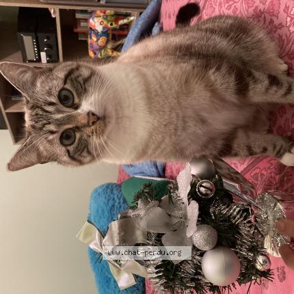 Photo 1/1 Riana Chat lost in Pessac