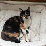 Picture of cat lost at Tours