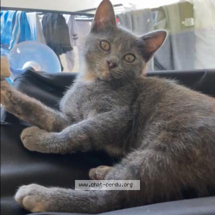 Photo 1/1 Bicha Chat lost in Montpellier