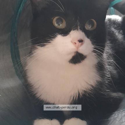 Photo 1/1 Plume Chat lost in Luzay