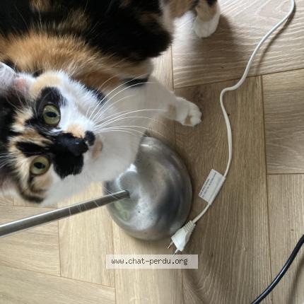 Photo 1/1 Loumi Chat lost in Ferriere