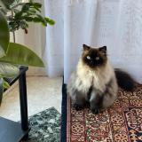 Picture of cat lost at Tampon