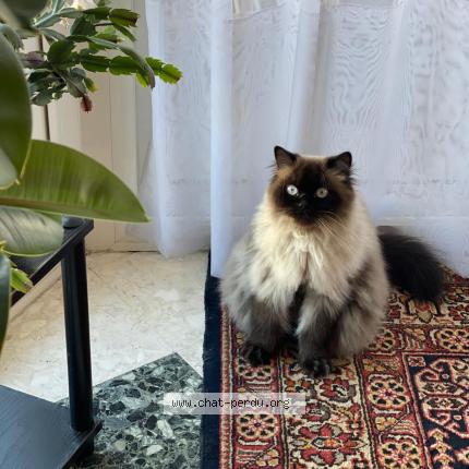 Photo 1/1 Tiki Chat lost in Tampon