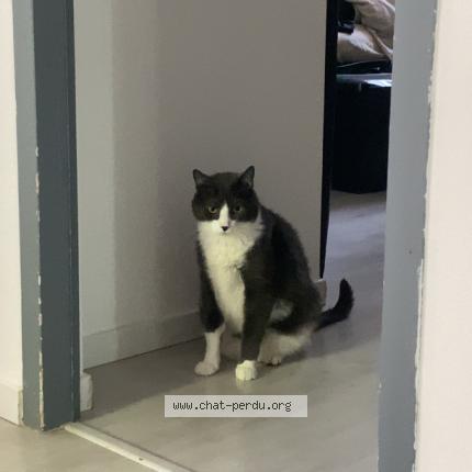 Photo 1/1 Paco Chat lost in Carpentras