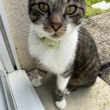 Picture of cat found at Homecourt