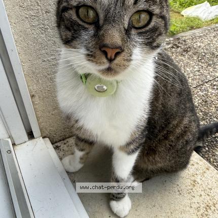 Photo 1/1 Found cat Found in Homecourt