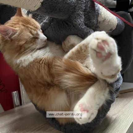 Photo 1/1 Simba Chat lost in Lons le saunier