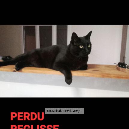 Photo 1/1 R&eacute;glisse Chat lost in Cere