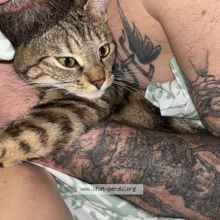 Photo 1/1 Leia Chat lost in Bessenay