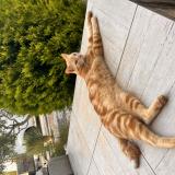 Picture of cat lost at Sorgues