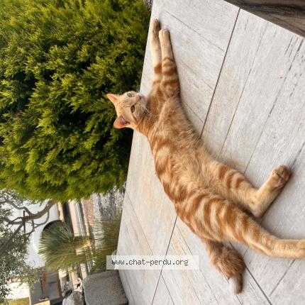 Photo 1/1 Winnie Chat lost in Sorgues