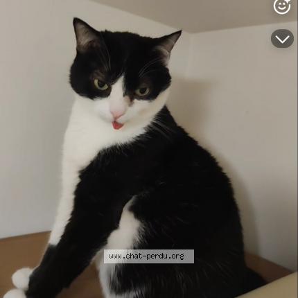 Photo 1/1 Mowgly Chat lost in Les martres de veyre