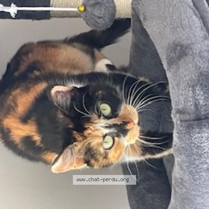 Photo 1/1 beyla Chat lost in Castelculier