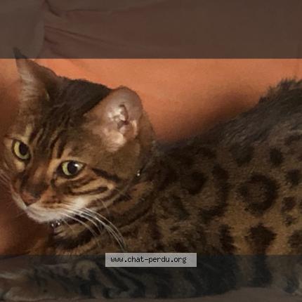 Foto einer verlorenen Katze in Granges Marnand
