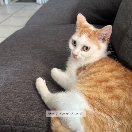 Photo 1/1 Helia Chat lost in Amiens