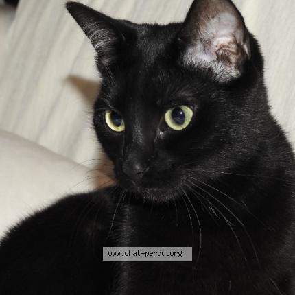 Photo 1/1 Nala Chat lost in Saran