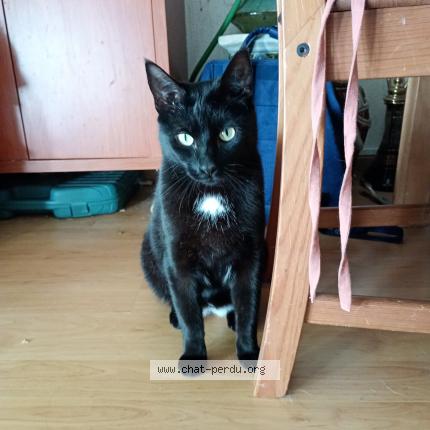 Photo 1/1 Sacha Chat lost in Anderlecht