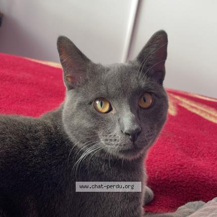 Photo 1/1 Guizmo Chat lost in Douzy