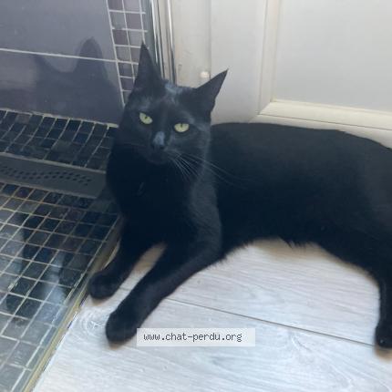 Photo 1/1 Eclipse Chat lost in Athis mons