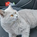 Picture of cat lost at Montpellier