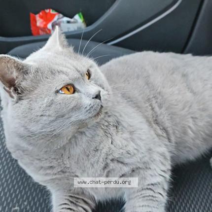 Photo 1/1 Iko Chat lost in Montpellier