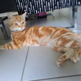 Picture of cat found at Echirolles