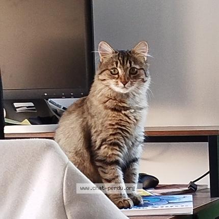 Photo 1/1 Kiara Chat lost in Moutiers les mauxfaits