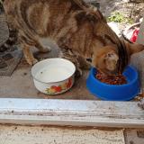 Picture of cat found at La Chapelle Saint Mesmin
