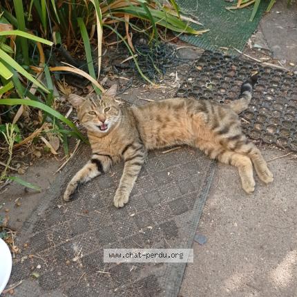 Photo 2/4 Found cat Found in La chapelle saint mesmin