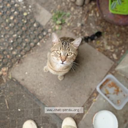 Photo 3/4 Found cat Found in La chapelle saint mesmin