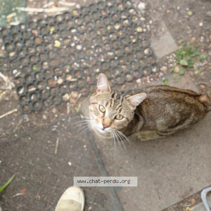 Photo 4/4 Found cat Found in La chapelle saint mesmin