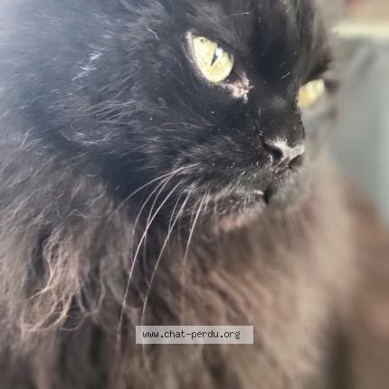 Photo 1/1 Gustave Chat lost in Beauzelle