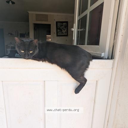 Photo 1/1 Salem Chat lost in Yvre le polin