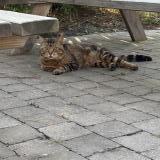 Picture of cat found at Carvin