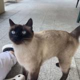 Picture of cat found at La Tronche