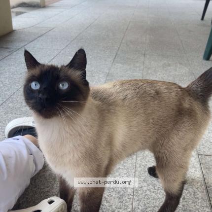 Photo 1/1 Found cat Found in La tronche