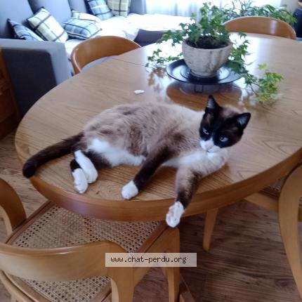 Photo 1/1 Tony Chat lost in Villeneuve sur lot