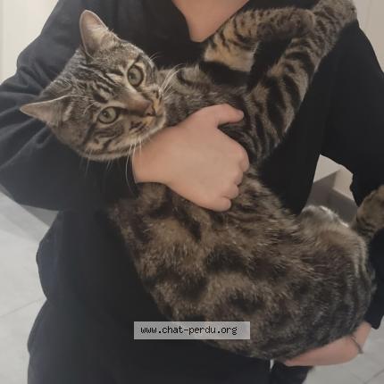 Photo 1/1 Charly Chat lost in Meze