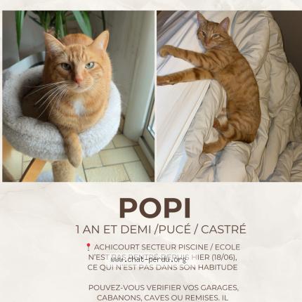 Photo 1/1 Popi Chat lost in Achicourt