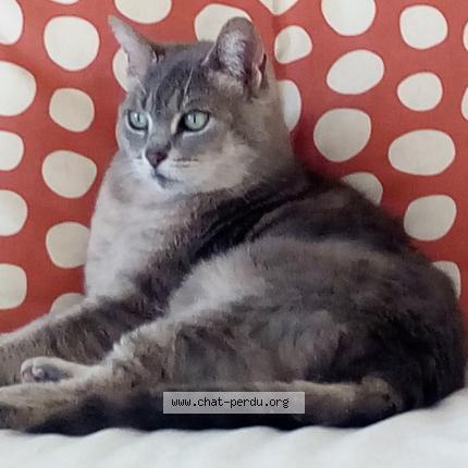 Photo 1/1 Mitsy Chat lost in Sarzeau