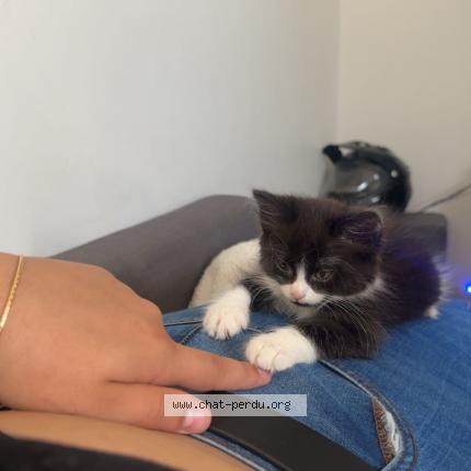 Photo 1/1 Aloah Chat lost in Cognac