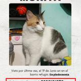 Photo of a cat found in Piedecuesta Santander
