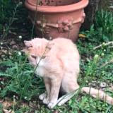 Picture of cat lost at Saint Medard En Jalles