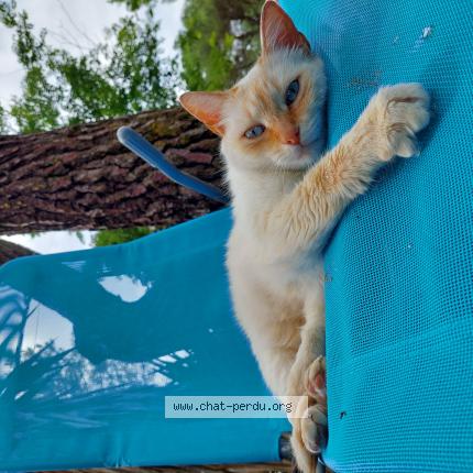 Photo 1/1 Monsieur Chat lost in Les billaux