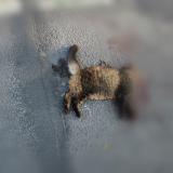 Picture of cat found at Rennes