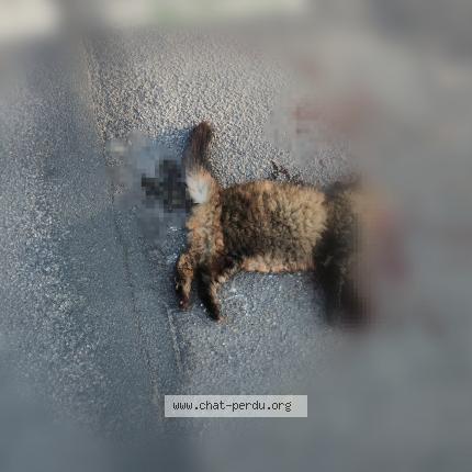 Photo 1/1 Found cat Found in Rennes